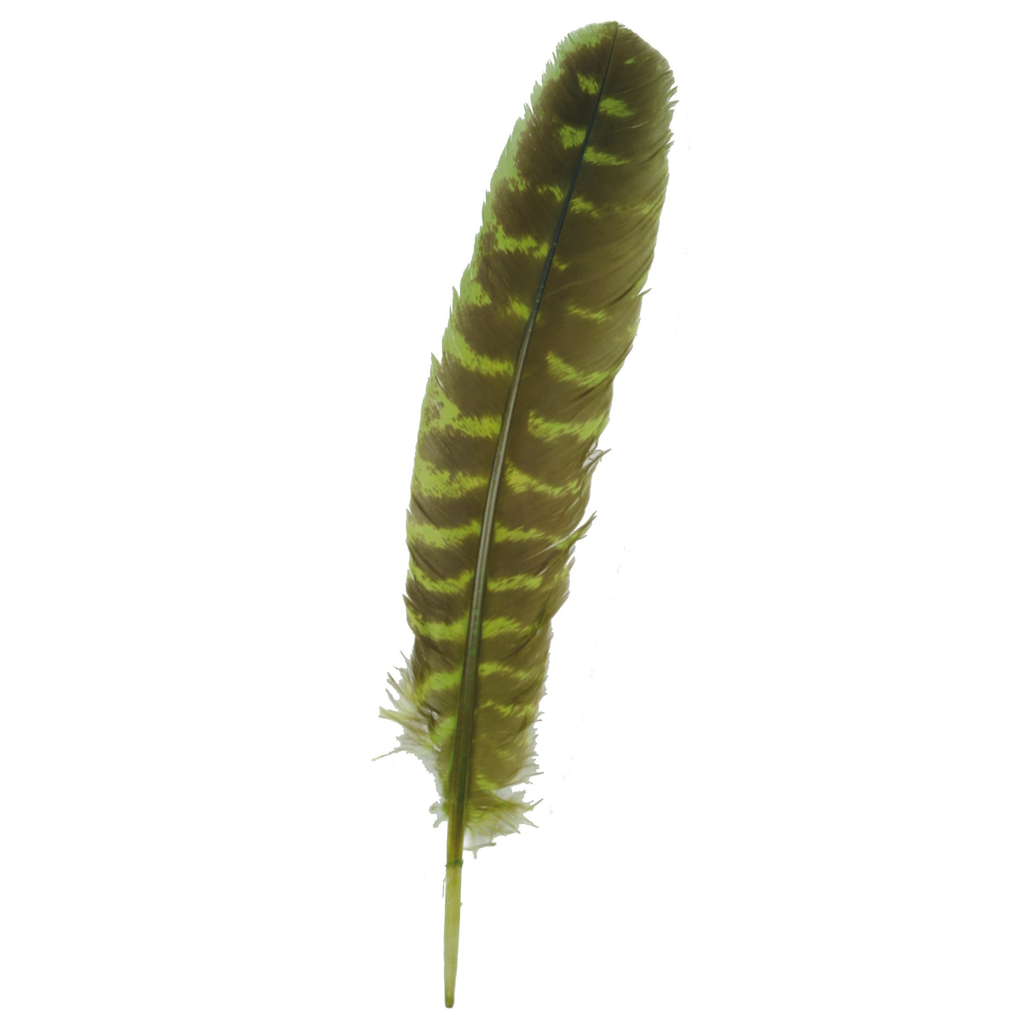 Barred Turkey Quills - Right Wing - 8-12 Inches - 12 pc - Fluorescent Chartreuse