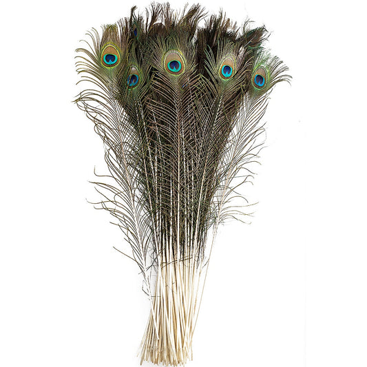 Bulk Peacock Tail Eyes Natural 25 to 35 inch