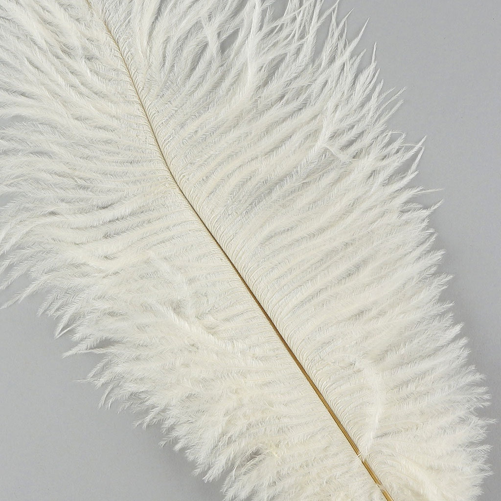 Ostrich Feathers 13-16 Drabs - Ivory –  by Zucker Feather  Products, Inc.