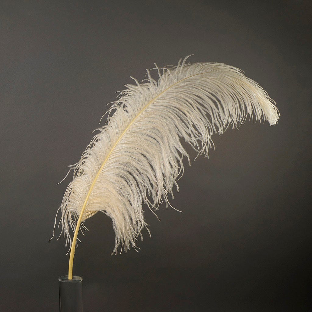 Ostrich sale feathers ivory