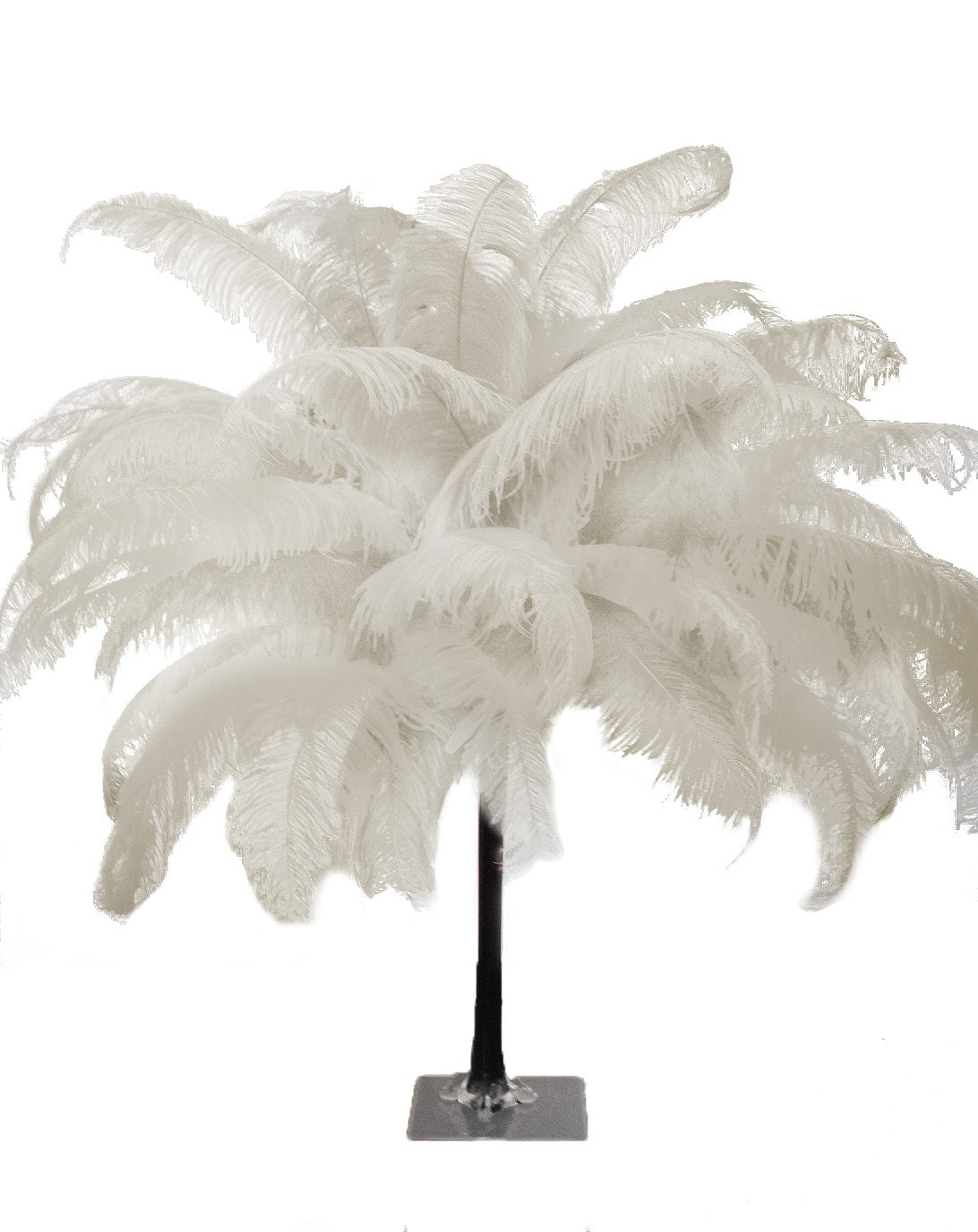Large Ostrich Feathers - 18-24" Spads - Ivory