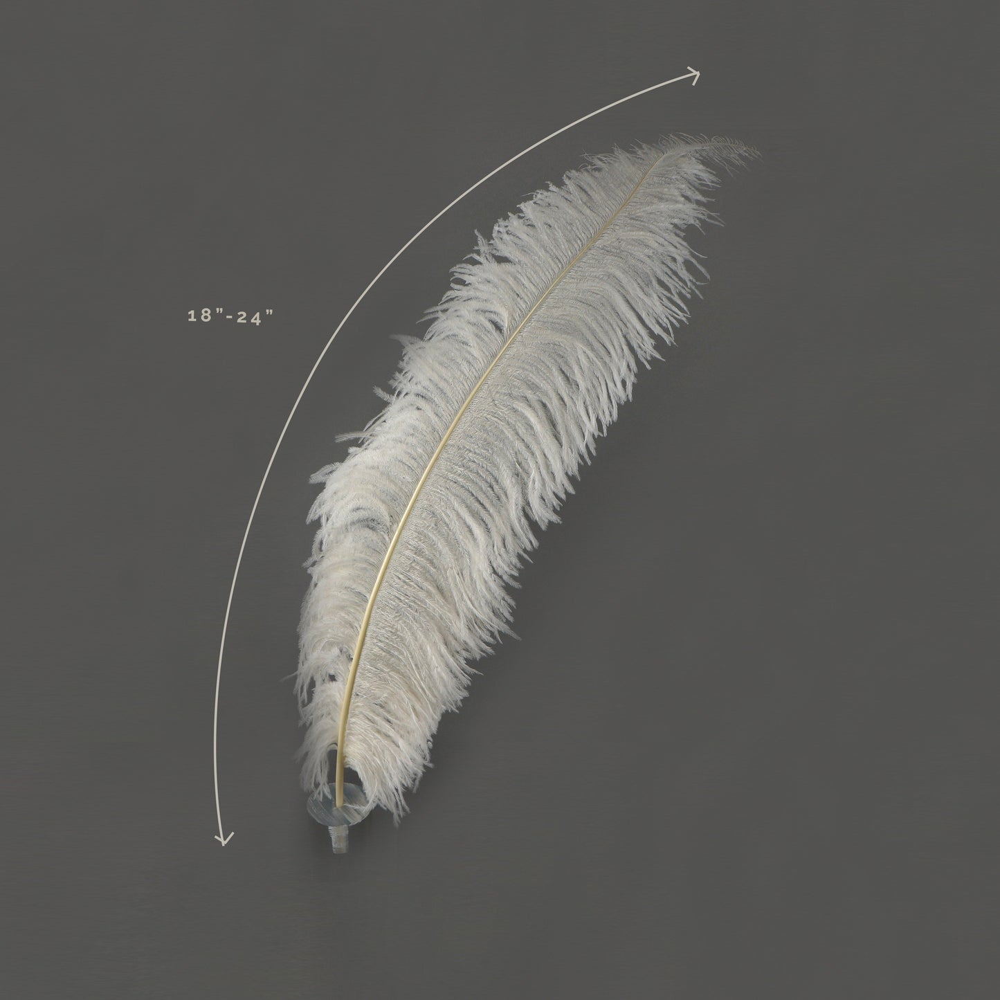 Large Ostrich Feathers - 18-24" Spads - Ivory
