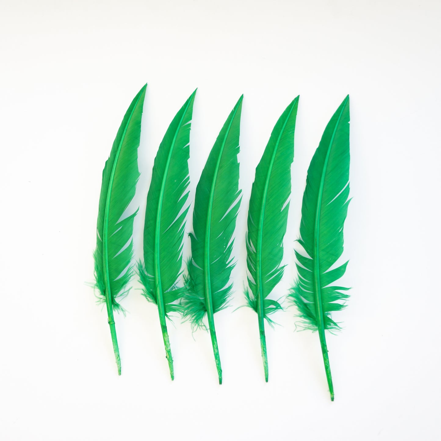 Kelly Green Dagger Turkey Quill Feathers 9-12"