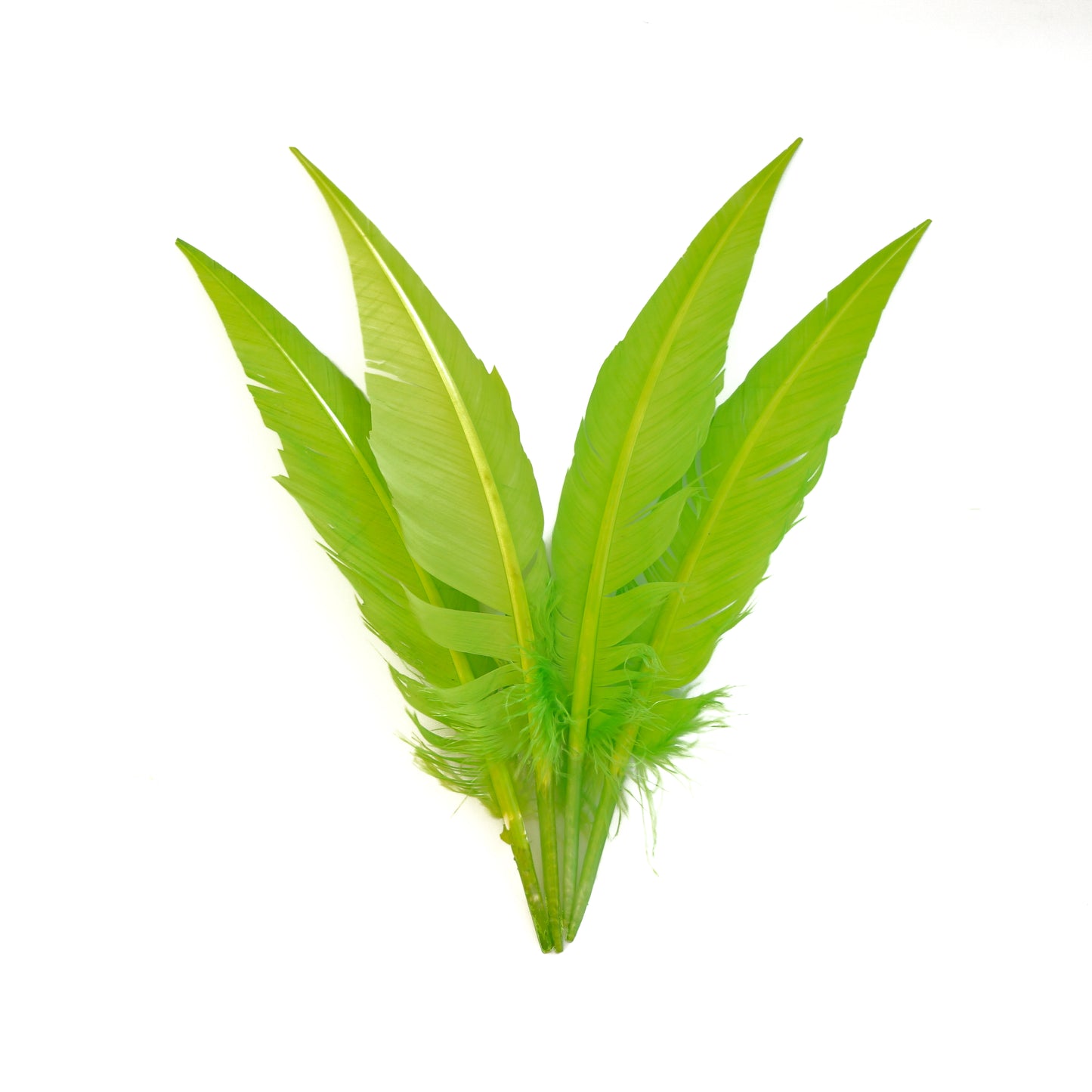 Lime Green Dagger Turkey Quill Feathers 9-12"