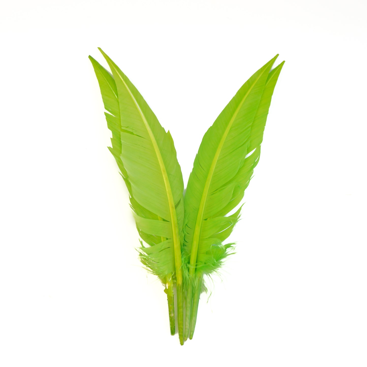 Lime Green Dagger Turkey Quill Feathers 9-12"