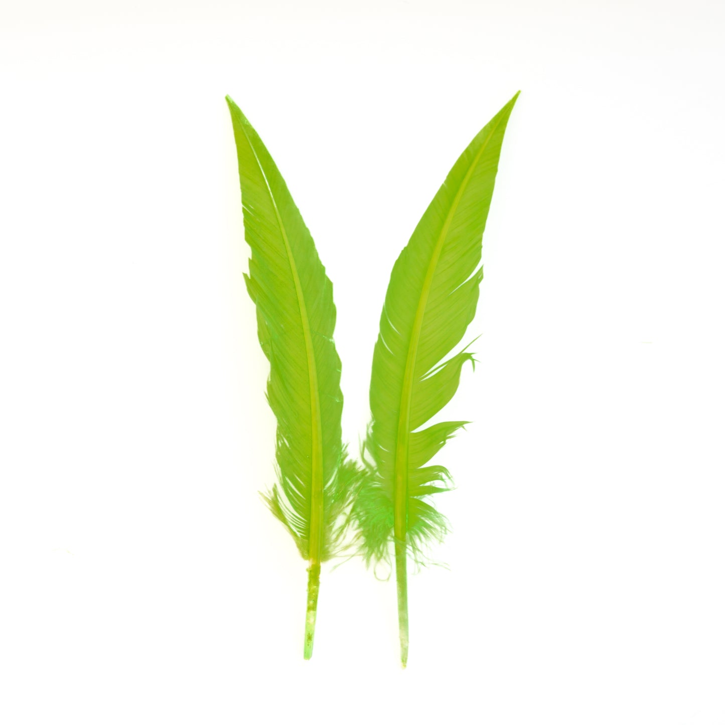 Lime Green Dagger Turkey Quill Feathers 9-12"