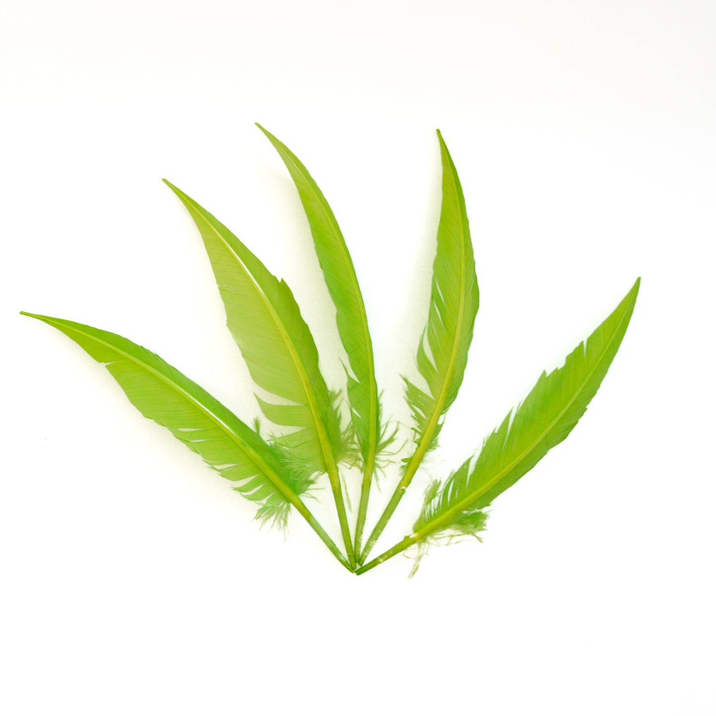 Lime Green Dagger Turkey Quill Feathers 9-12"