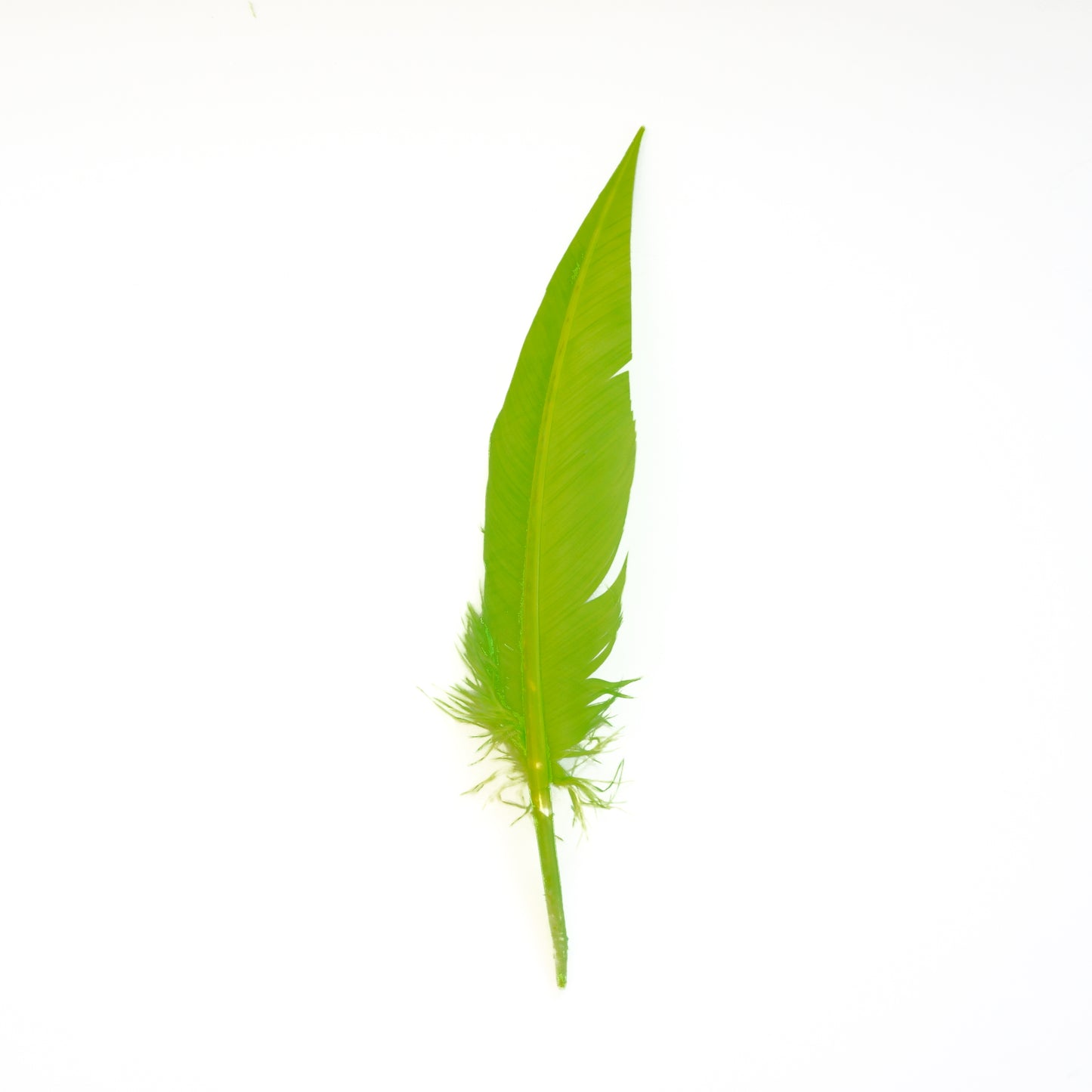 Lime Green Dagger Turkey Quill Feathers 9-12"