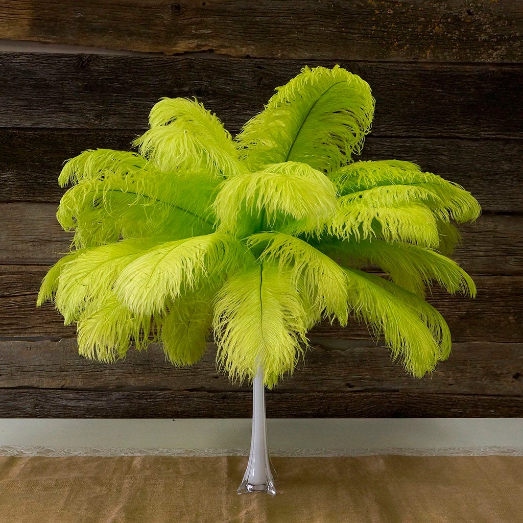 Large Ostrich Feathers - 17"+ Drabs - Lime
