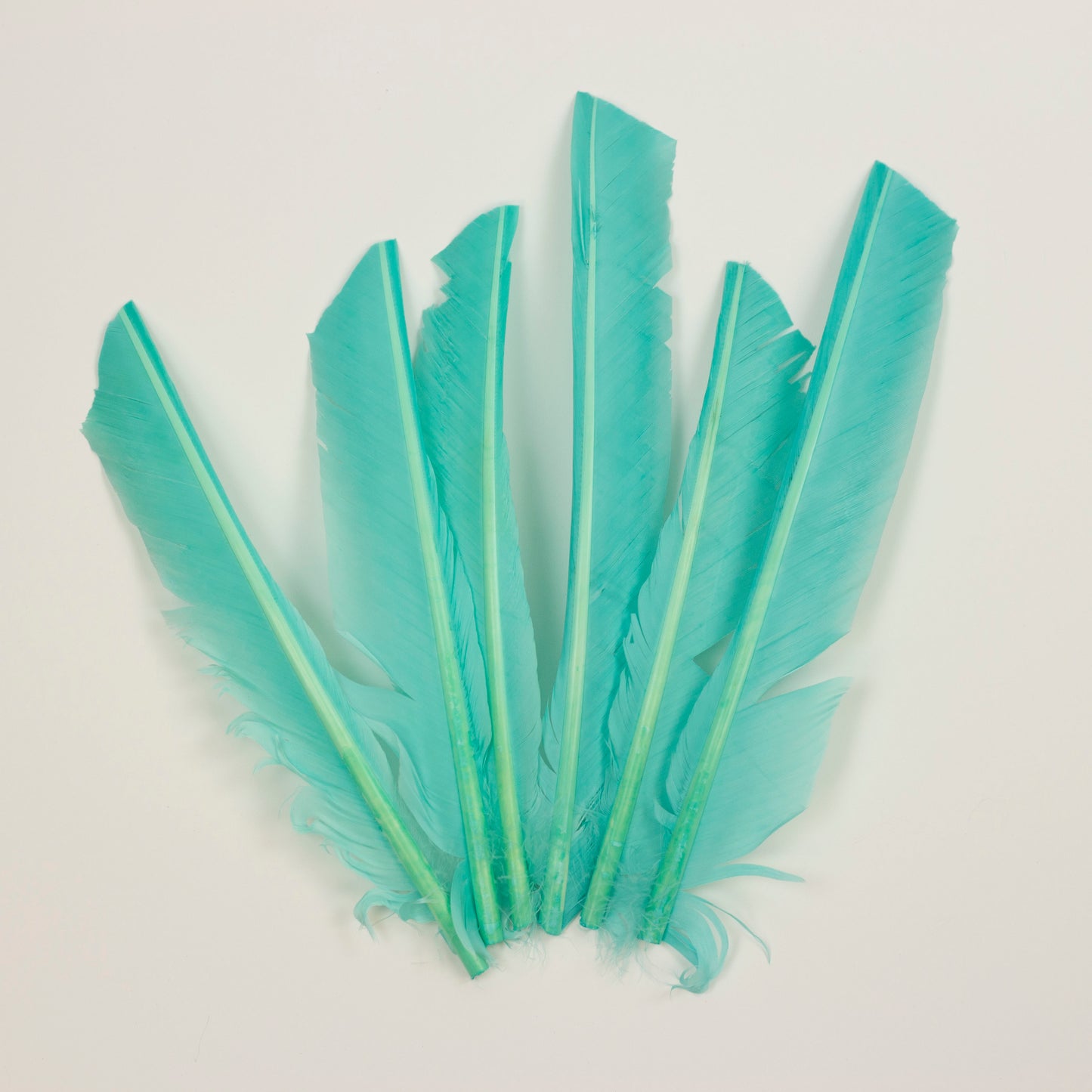 Mint Cut Turkey Pointer Feathers 8-12"