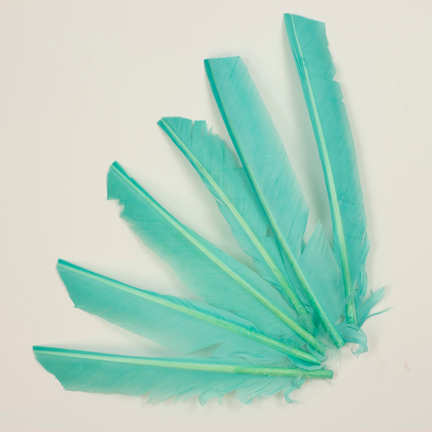 Mint Cut Turkey Pointer Feathers 8-12"