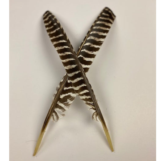 Barred Turkey Pointers FEATHERS - Natural – featherplace.com by Zucker ...