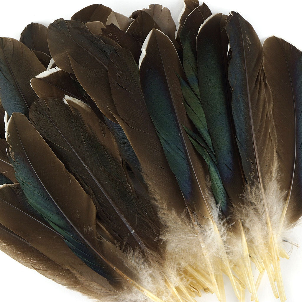 Goose Feathers - Goose Coquille, Tail Feathers, Pointers