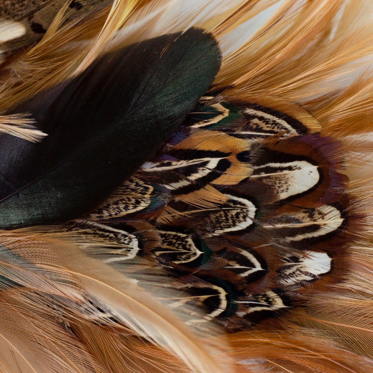 Natural Pheasant Feather Wreath 22 Inch Featherplace By Zucker natural-pheasant-feather-wreath-22-inch-featherplace-by-zucker