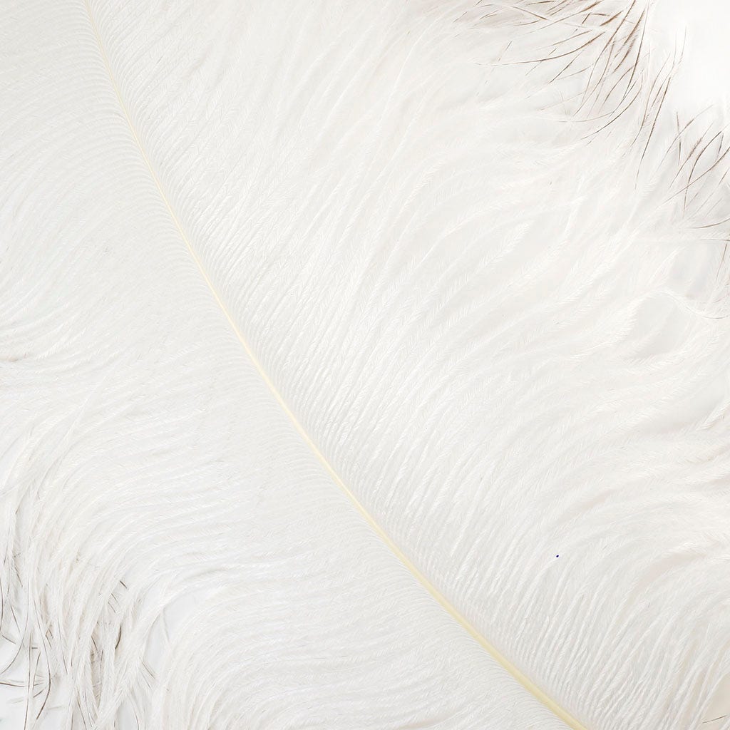 Large Ostrich Feathers - 24-30" Prime Femina Plumes - Natural