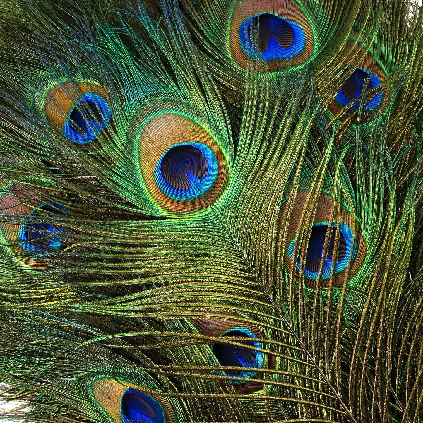 Natural Peacock Eye Feathers Selected 20-25 inch - 100 pcs