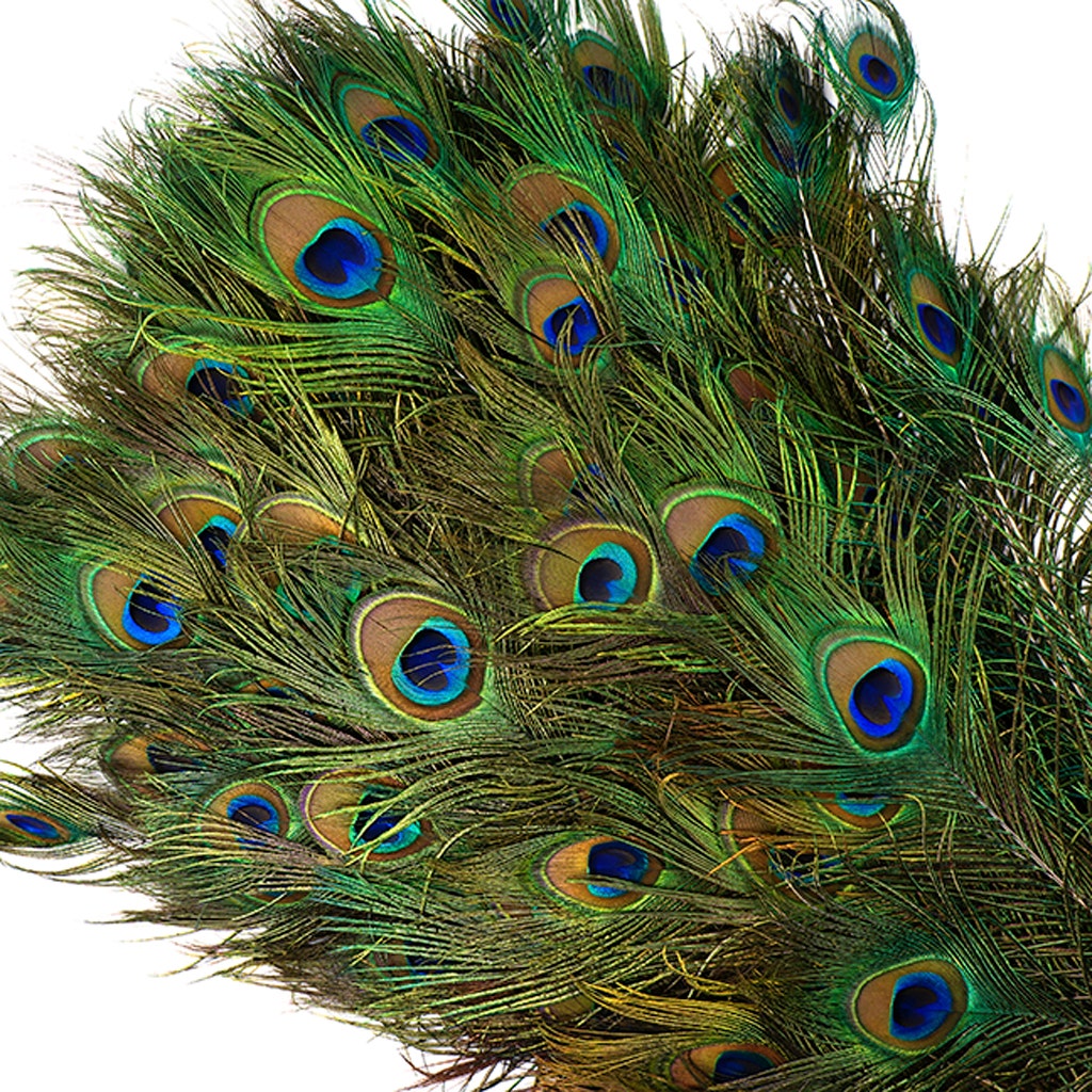 Natural Peacock Feathers, 8-15 Inch Natural Peacock Bird Feathers