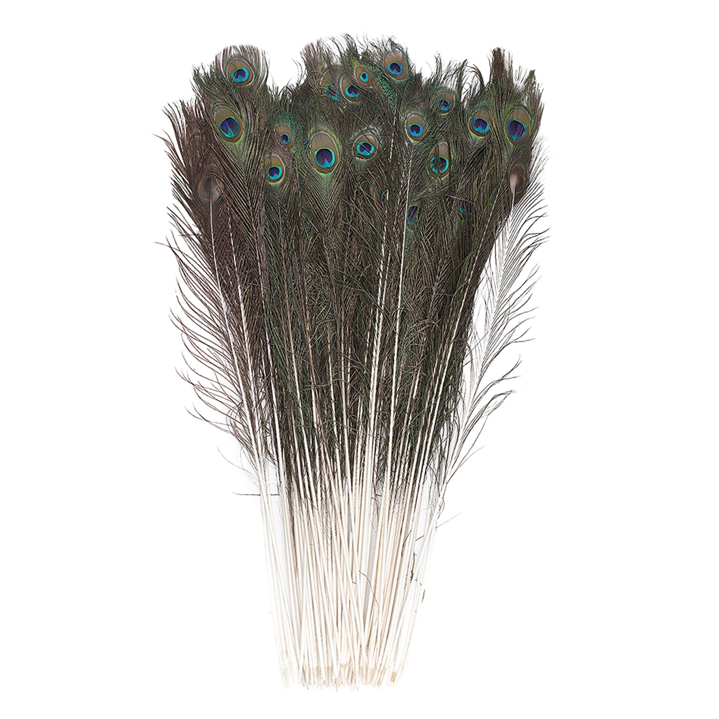 Natural Peacock Eye Feathers Selected 20-25 inch - 100 pcs