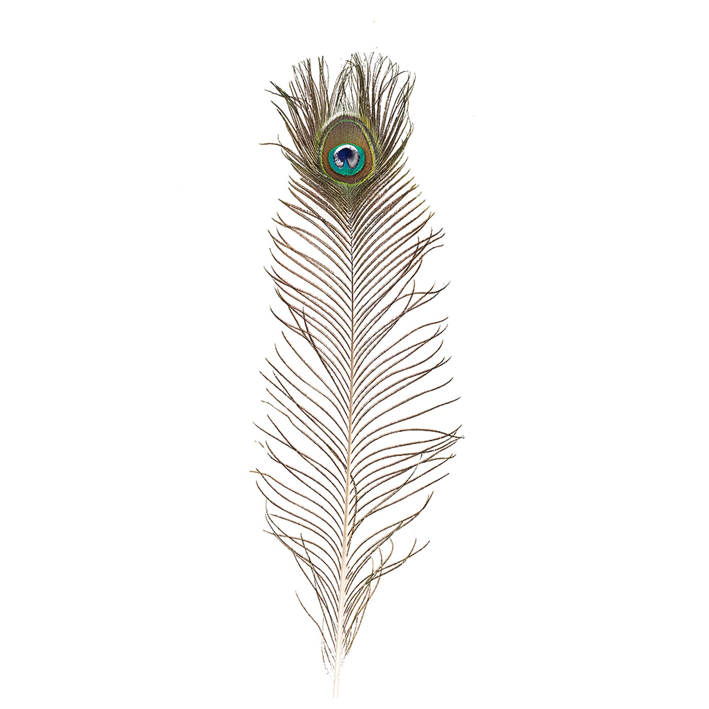 Natural Peacock Eye Feathers Selected 20-25 inch - 100 pcs