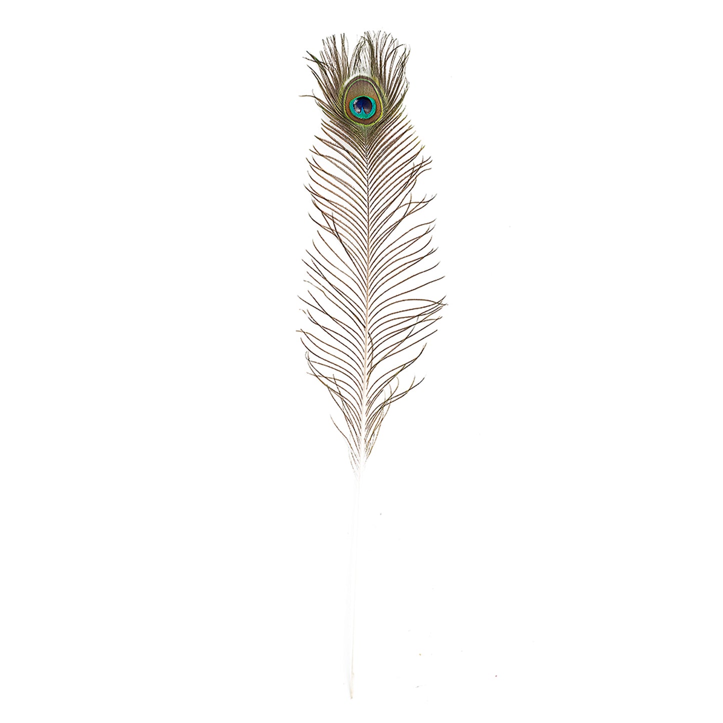 Natural Peacock Eye Feathers Selected 20-25 inch - 100 pcs