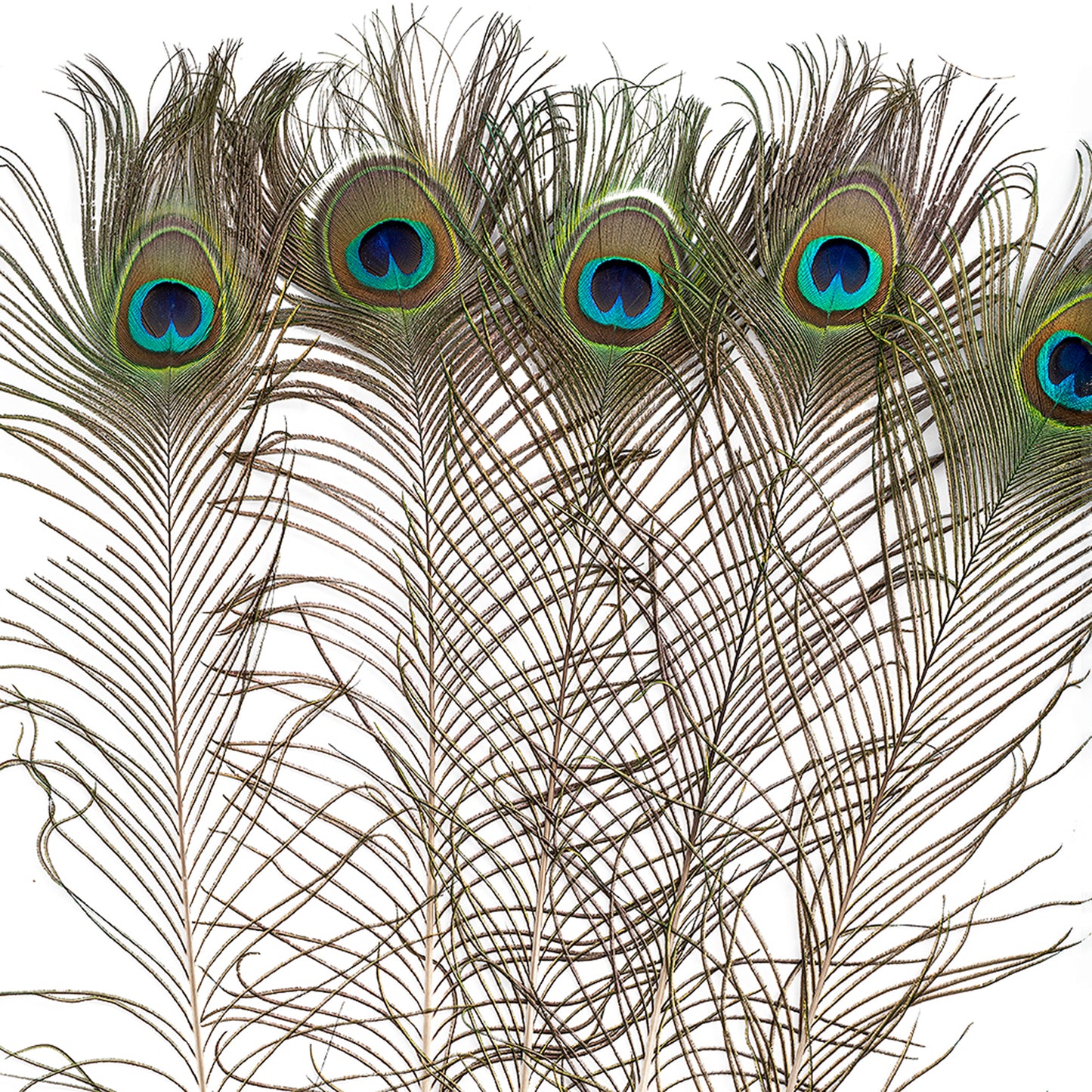 Natural Peacock Eye Feathers Selected 20-25 inch - 100 pcs