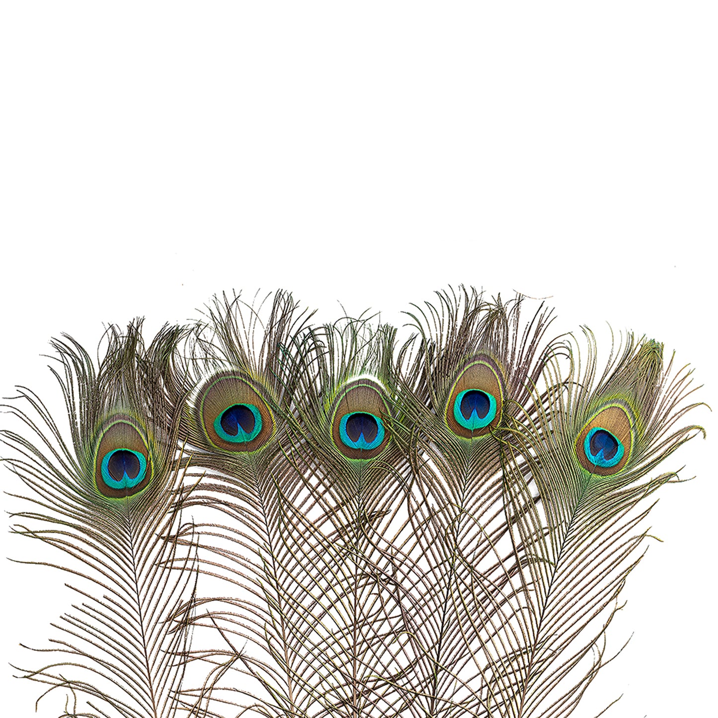 Natural Peacock Eye Feathers Selected 20-25 inch - 100 pcs