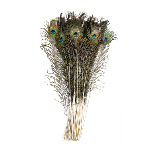 Natural Peacock Eye Feathers Selected 20-25 inch - 100 pcs