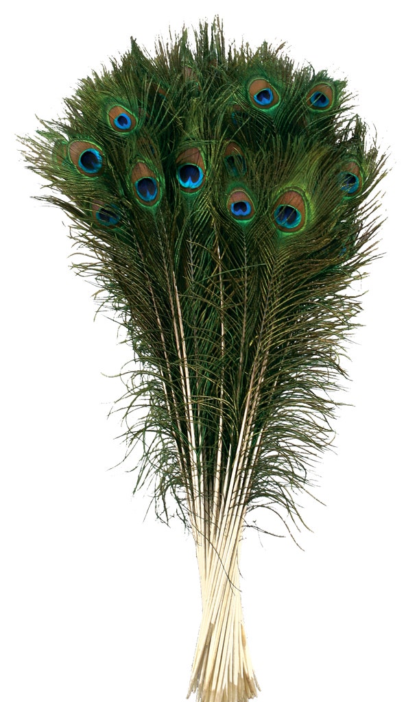 Bulk Peacock Tail Eyes Natural 25 to 35 inch