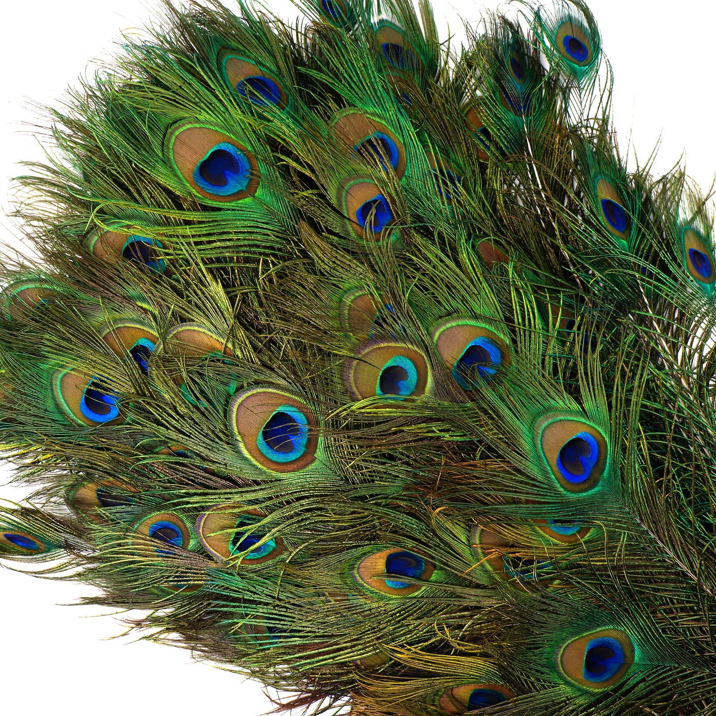 Natural Peacock Eye Feathers Selected 50-55 inch - 100 pcs