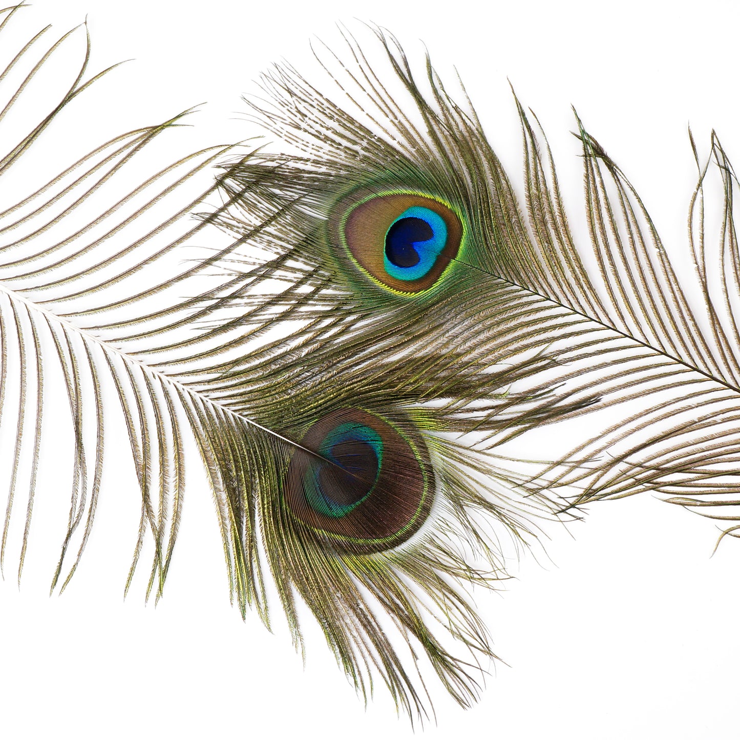 Natural Peacock Eye Feathers Selected 50-55 inch - 100 pcs