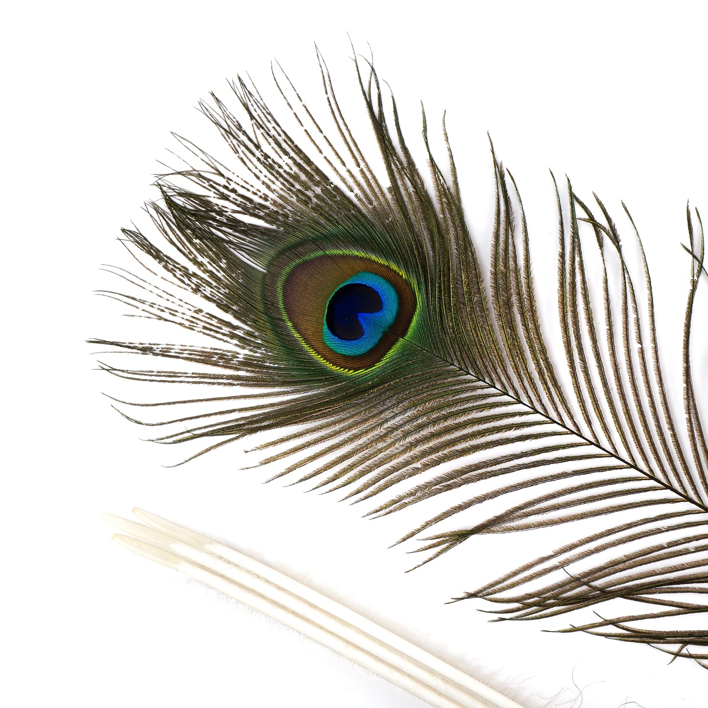 Natural Peacock Eye Feathers Selected 50-55 inch - 100 pcs