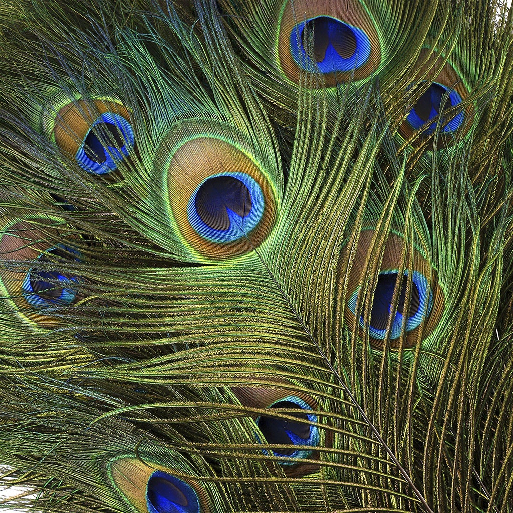 Natural Peacock Feathers, 8-15 Inch Natural Peacock Bird Feathers