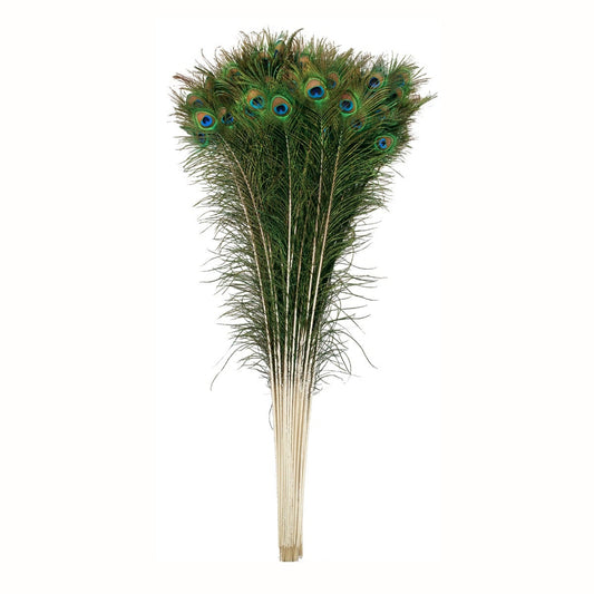 Peacock Feather Eyes 45-50" Natural