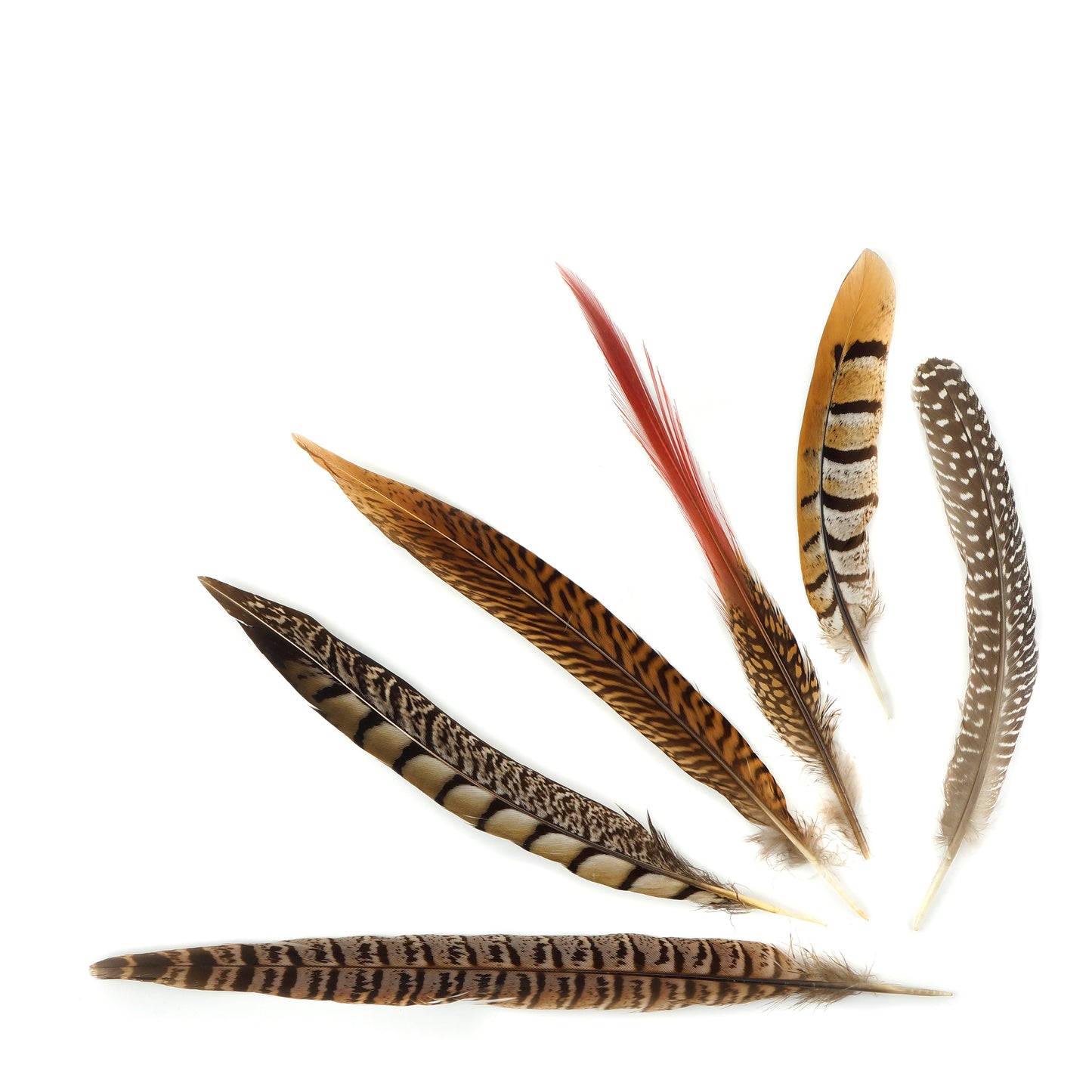 Natural Pheasant and Guinea Feather Festival Mix 6-12" - 12 pcs