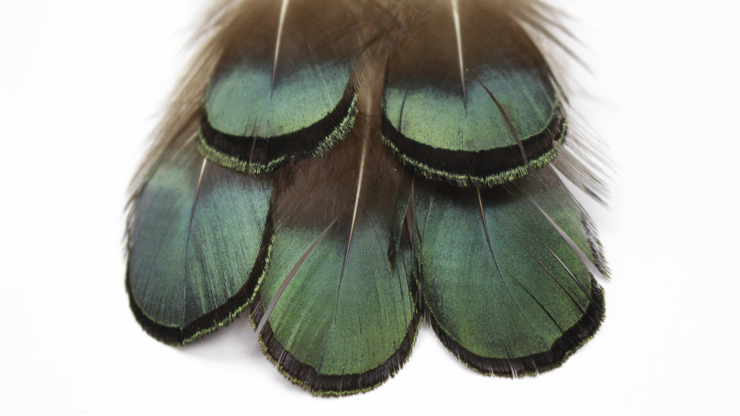 Lady Amherst Pheasant Green/Bronze Plumage 1-2 inch   0.10OZ --Natural