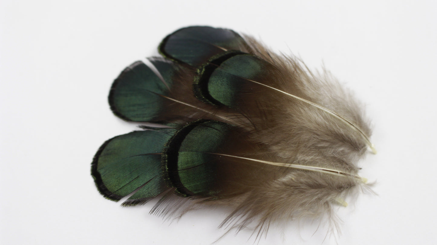 Lady Amherst Pheasant Green/Bronze Plumage 1-2 inch   0.10OZ --Natural