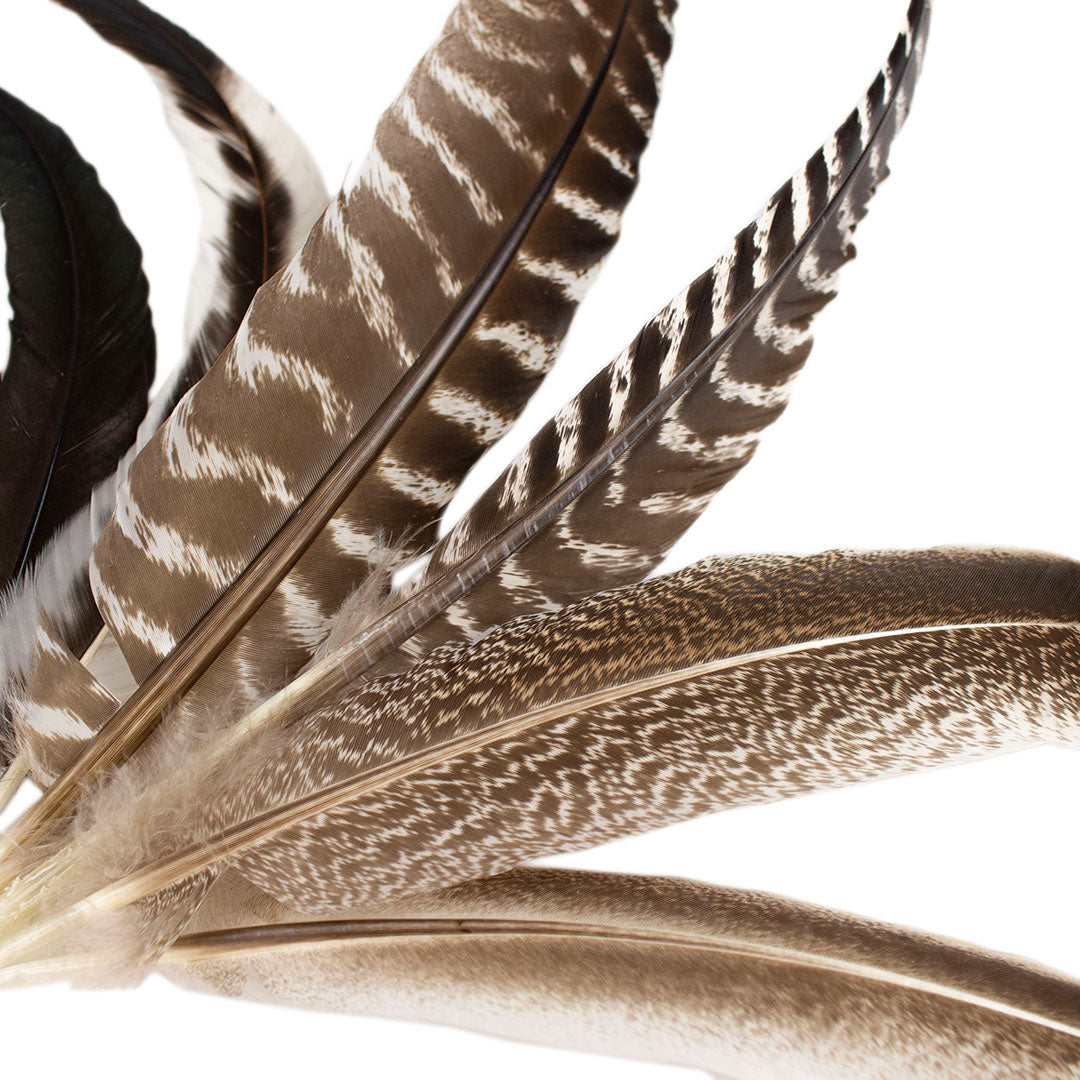 Pheasant Guinea Turkey Rooster Feather Festival Mix 6-16 inch 12pcs