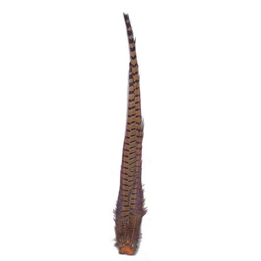 Ringneck Pheasant Complete Tail - 4 - 24"