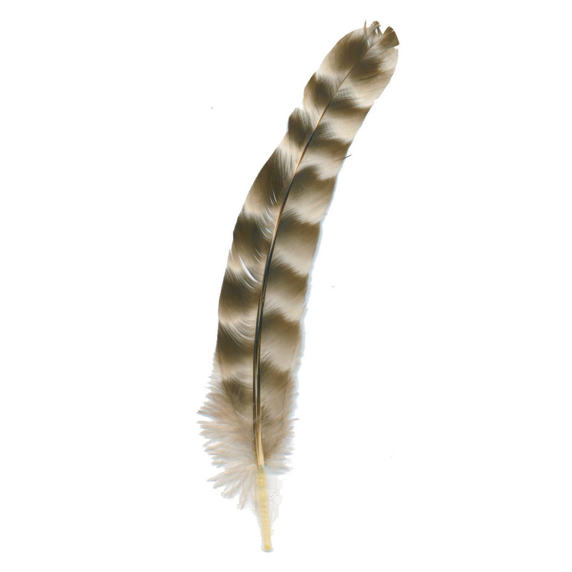 Rooster Chinchilla Round Feathers - 4 - 8" - Natural