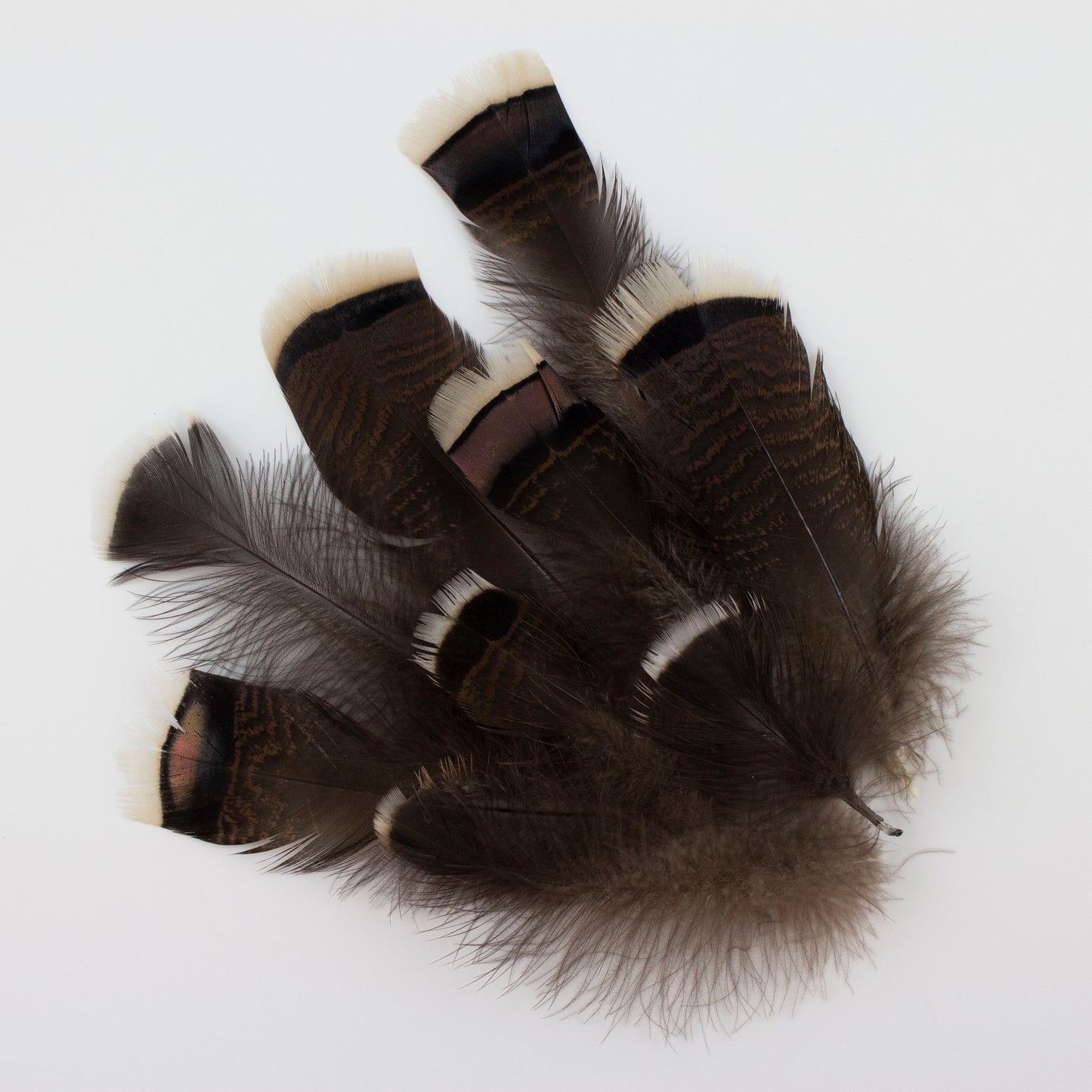 Natural Turkey Bronze Feathers 3-8" - Loose 1/4 lb