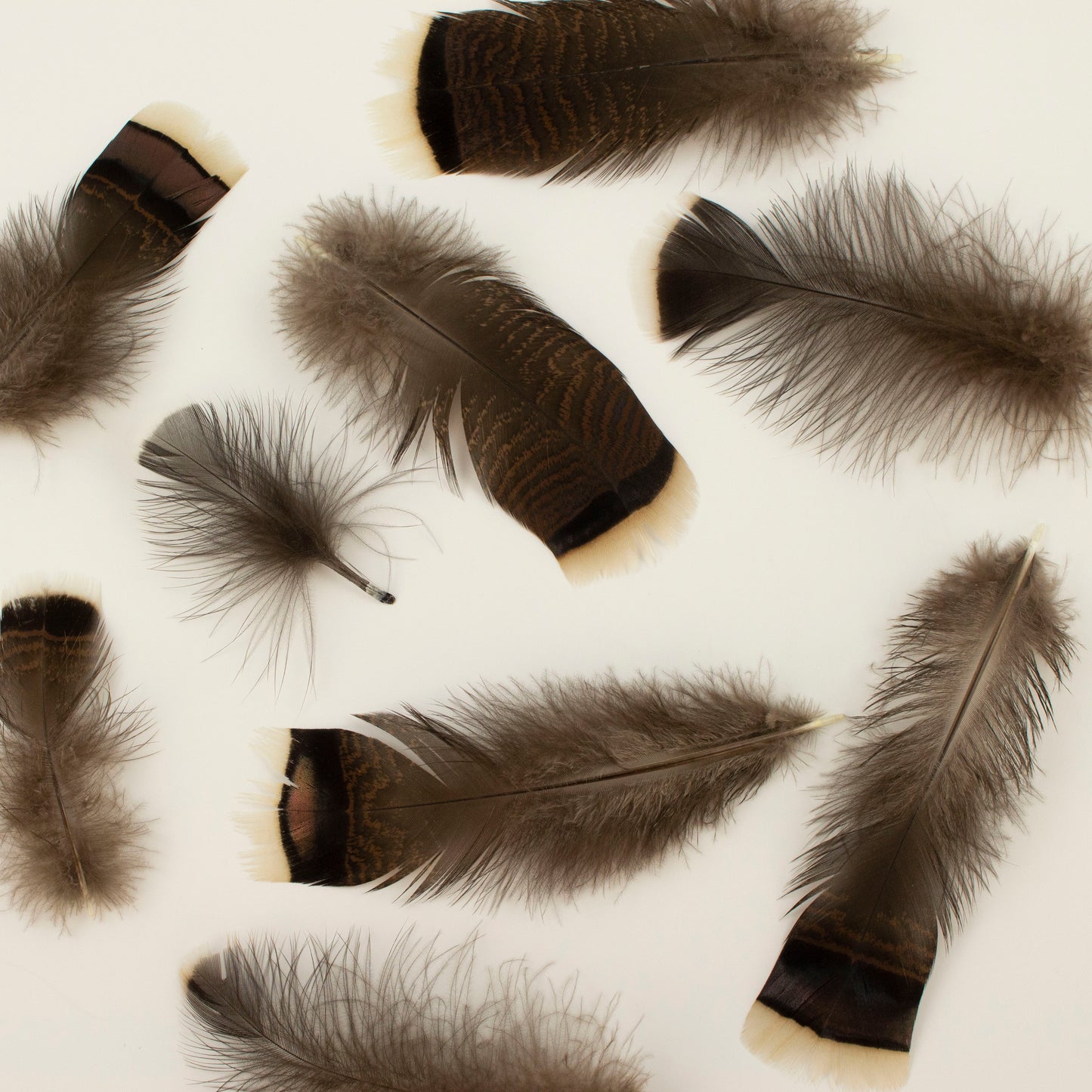 Natural Turkey Bronze Feathers 3-8" - Loose 1/4 lb