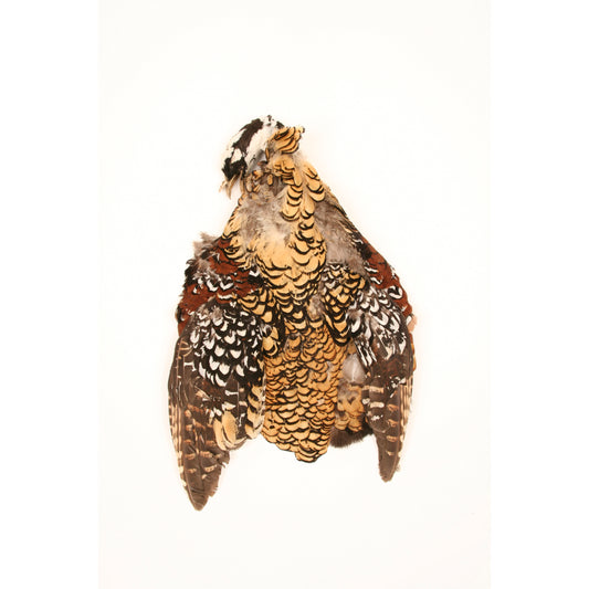 Venery Pheasant Pelts #2 - Natural