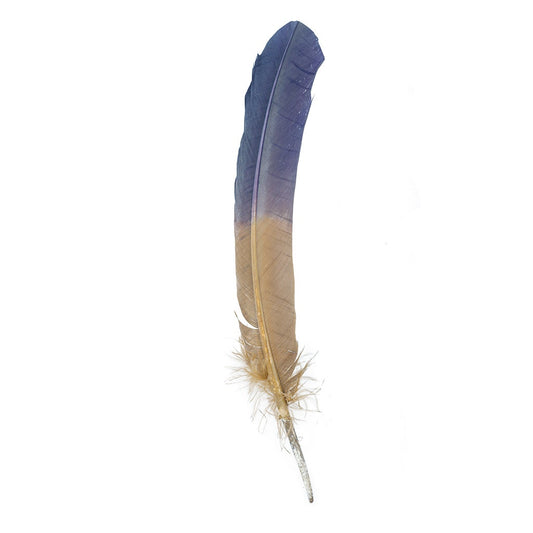 Ombre Turkey Quill Feathers 10-12"   Dip  .25 lb - Navy/Camel