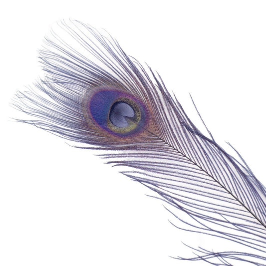 Bleached and Dyed Peacock Eye Feathers 30-40" - 10 pcs - Navy