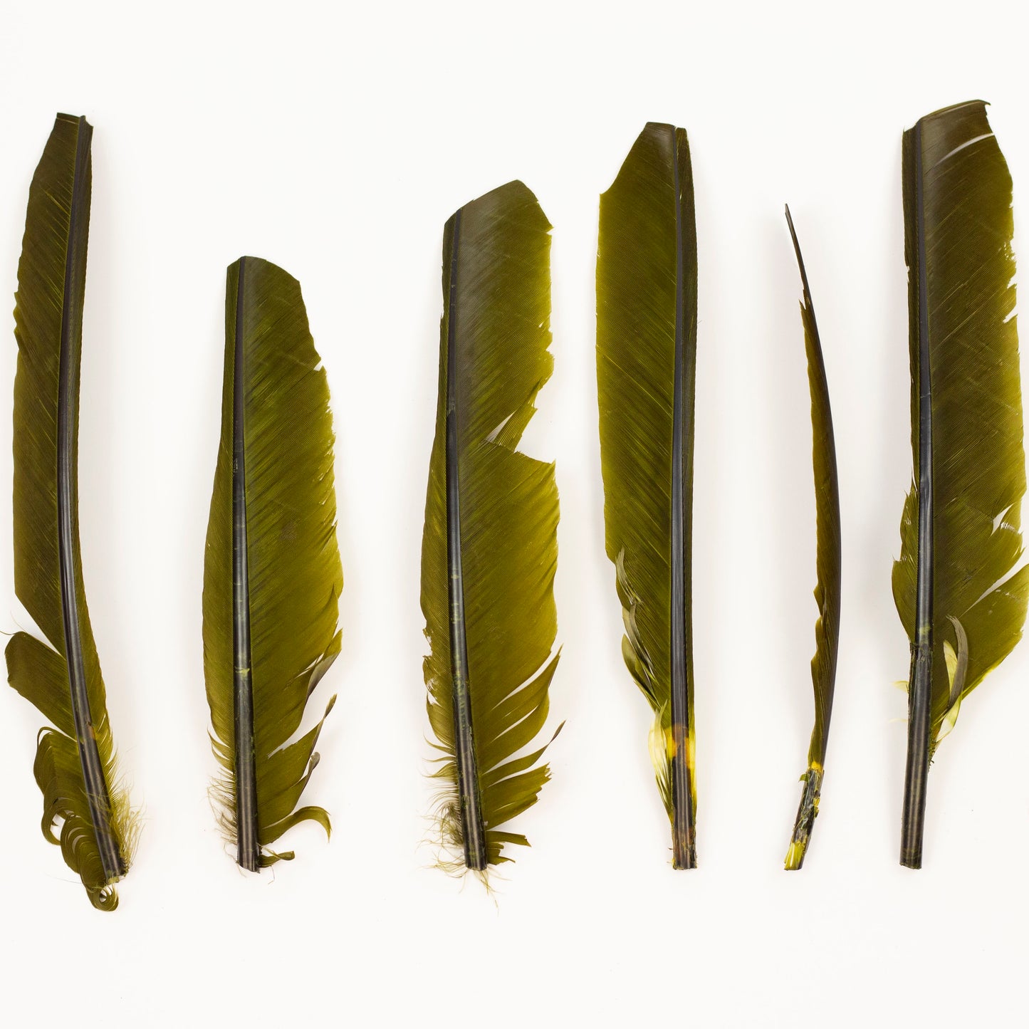 Olive Cut Turkey Pointer Feathers 8-12"