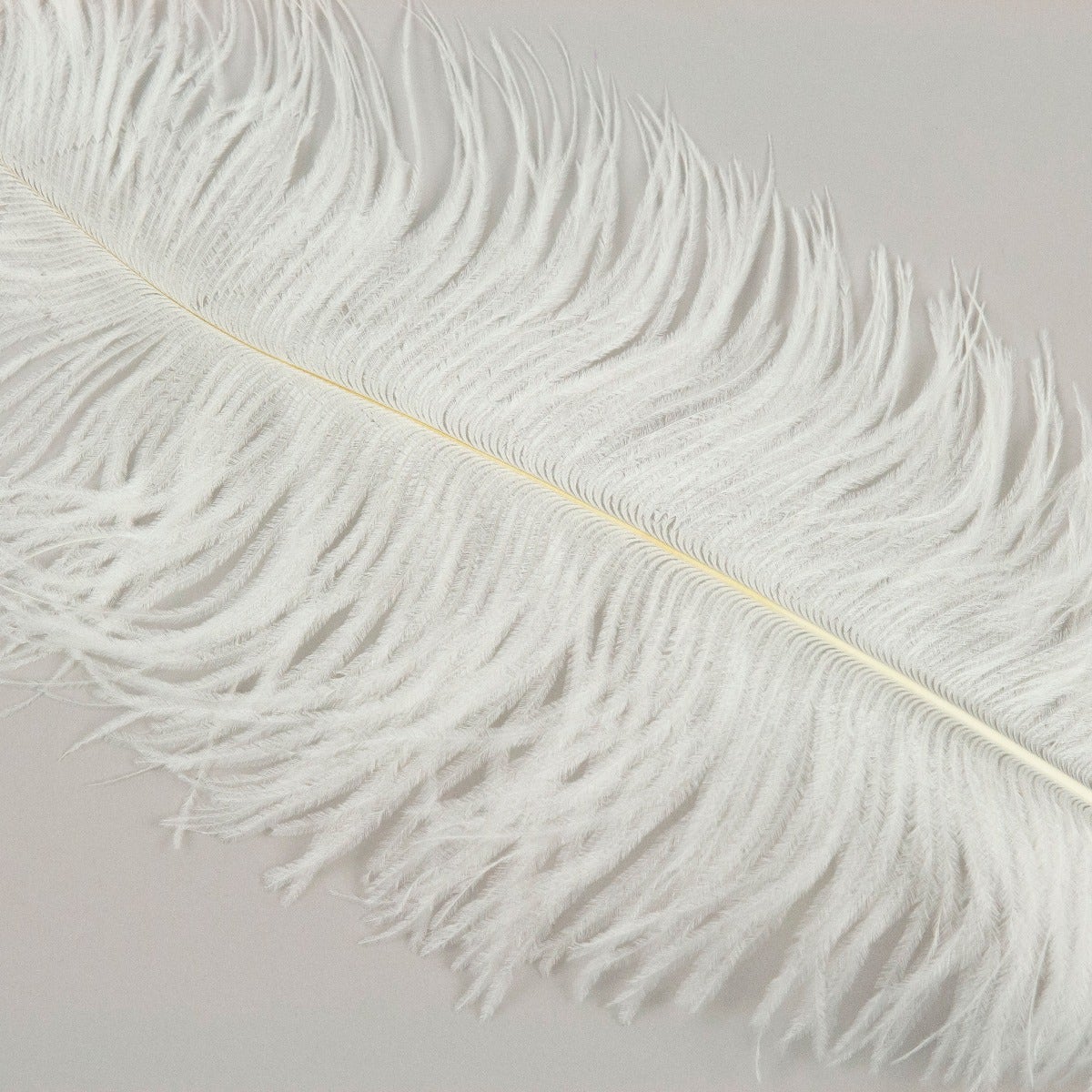 Wholesale Ostrich Feathers 16-18 White