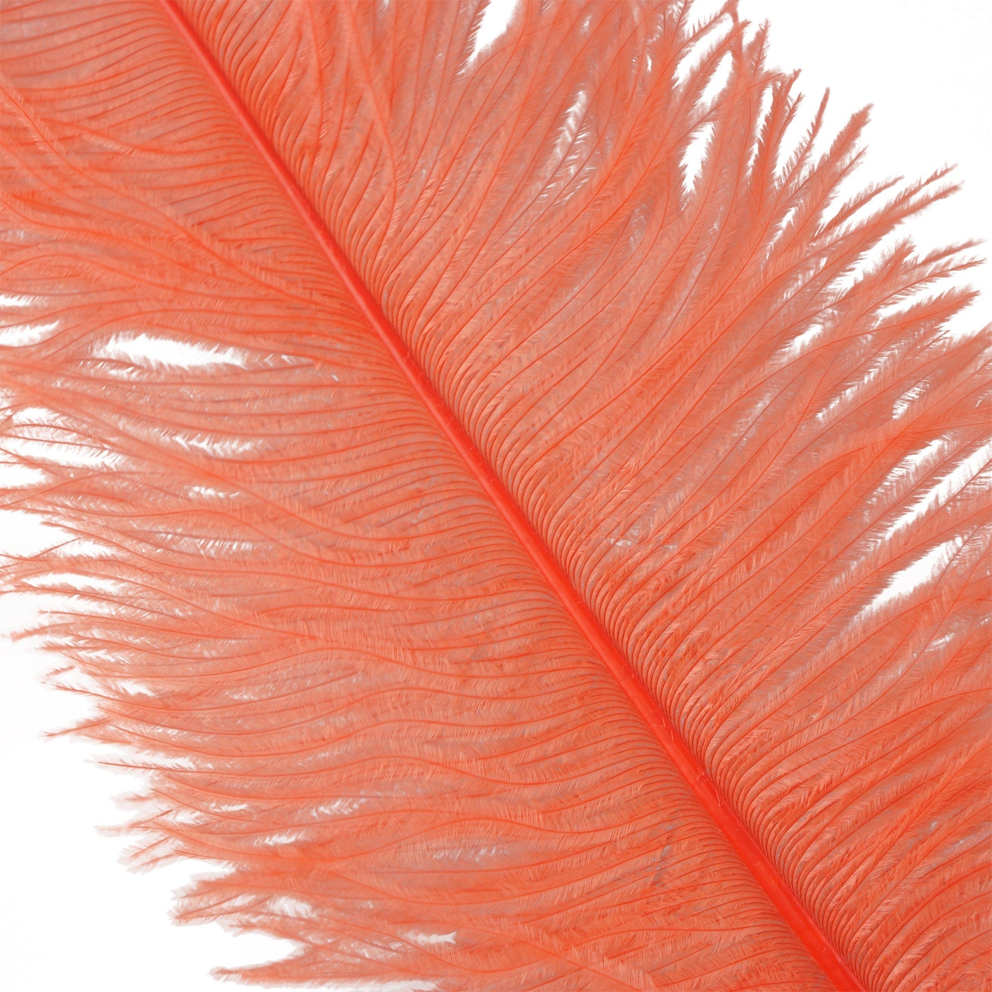Large Ostrich Feathers - 18-24 Spads - Shocking Pink