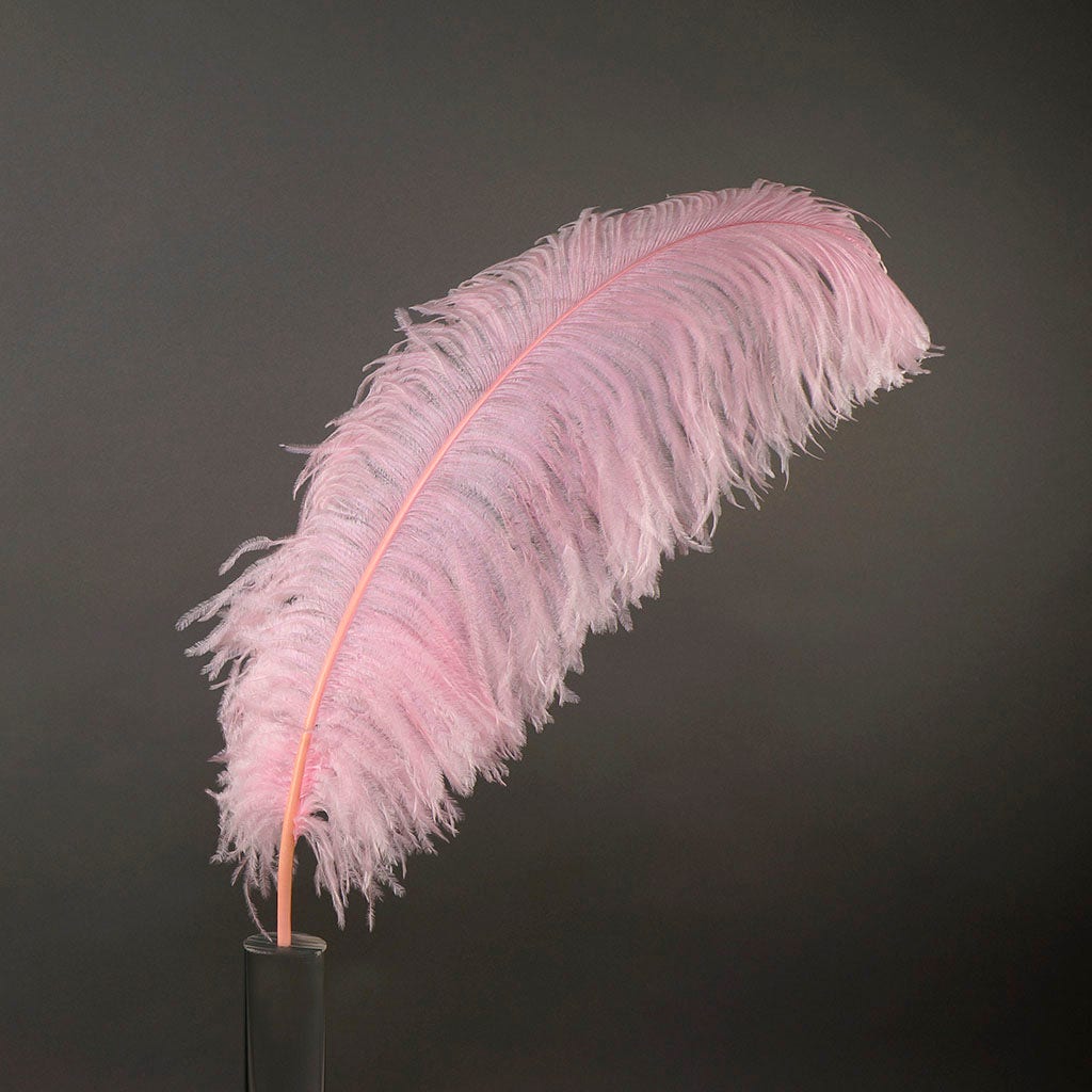 Large Ostrich Feathers - 24-30 Prime Femina Plumes - White –   by Zucker Feather Products, Inc.