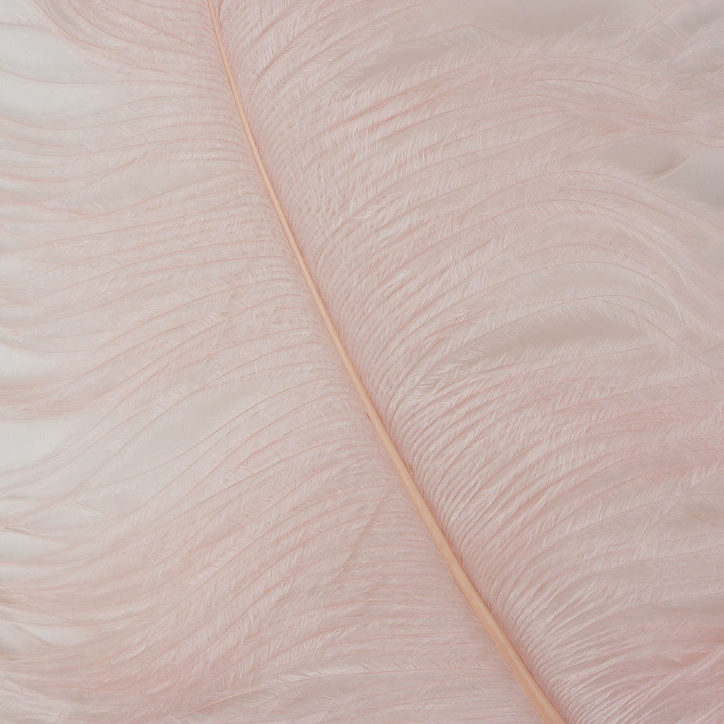 Large Ostrich Feathers - 20-25" Prime Femina Plumes - Champagne