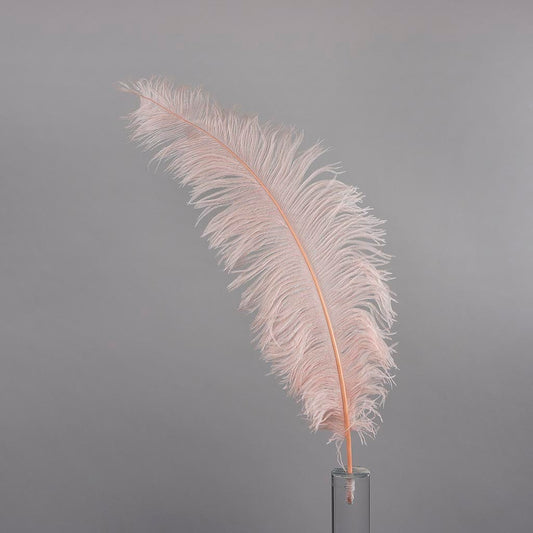 Large Ostrich Feathers - 18-24" Spads - Champagne